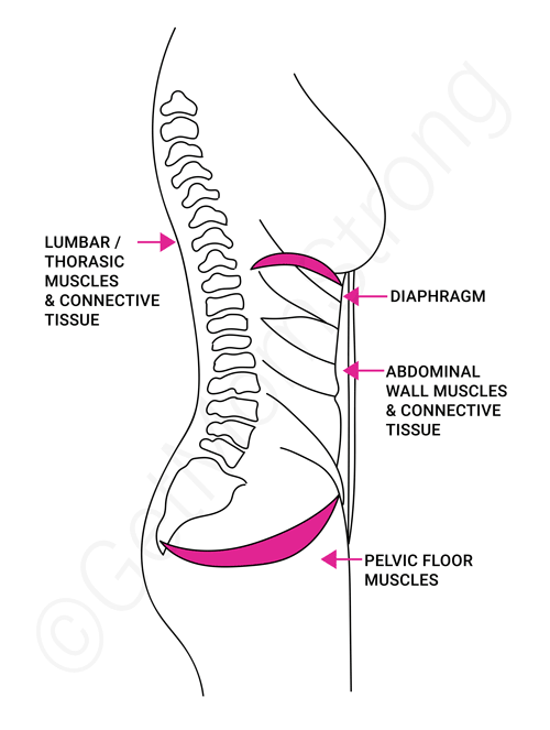 your core pressure system which can cause a lower belly pooch 